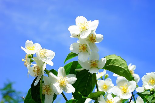 mock-orange-1365918__340.jpg
