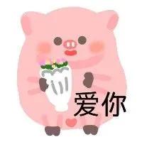 WINK(wink猪表情包)