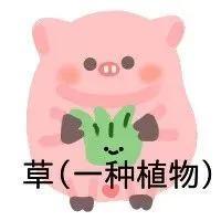 WINK(wink猪表情包)