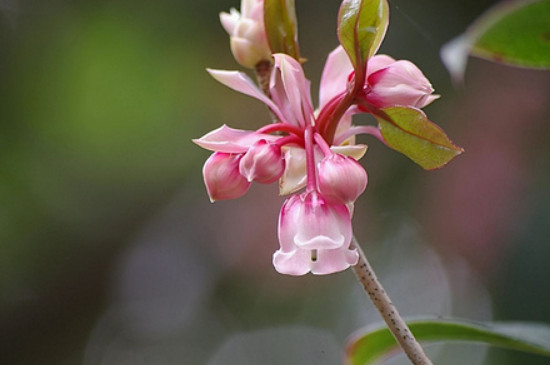 吊钟插水里能养多久(图4)