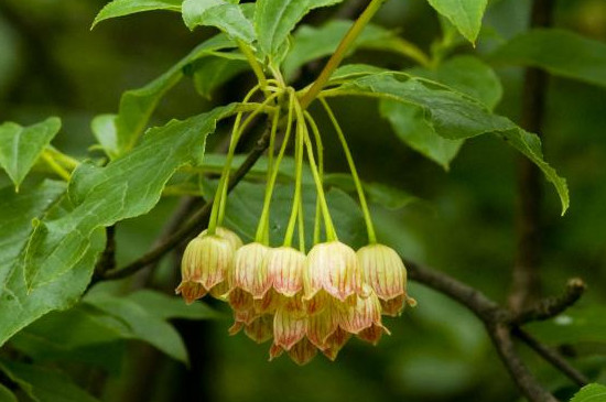 吊钟插水里能养多久(图2)