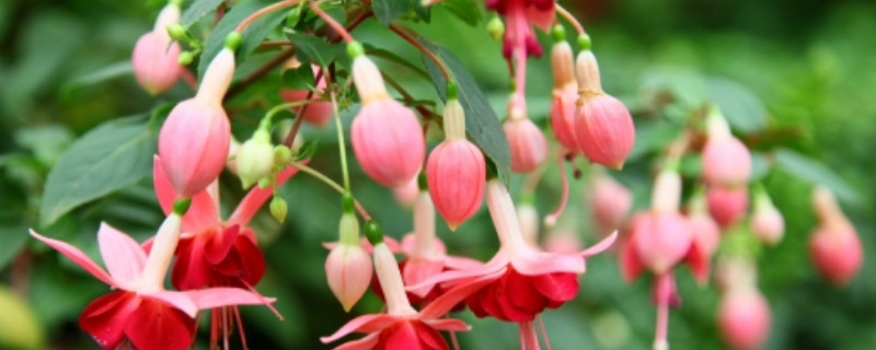 吊钟插水里能养多久(图1)