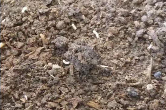 花盆小飞虫太多了怎么处理见效快?(图2)