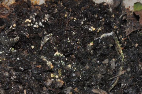 花盆小飞虫太多了怎么处理见效快?(图4)