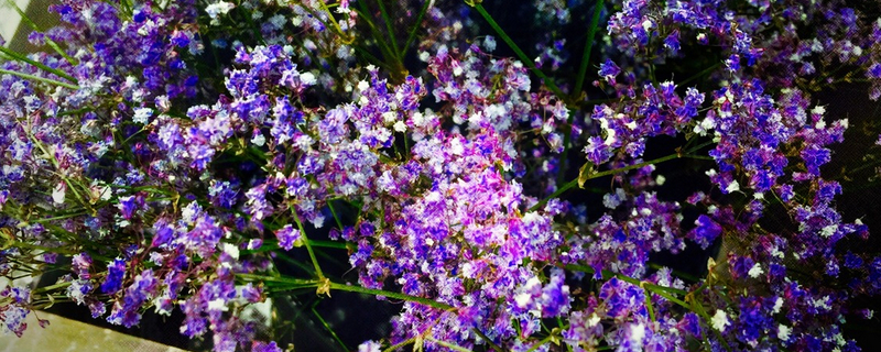 满天星水养方法和注意事项（图）(图1)