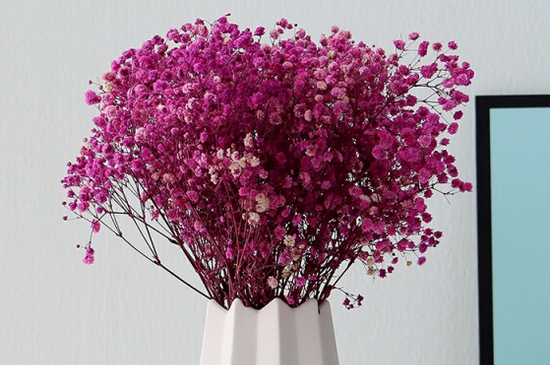 满天星水养方法和注意事项（图）(图4)