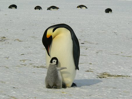 penguins-429134__340.jpg