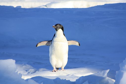 penguin-56101__340.jpg