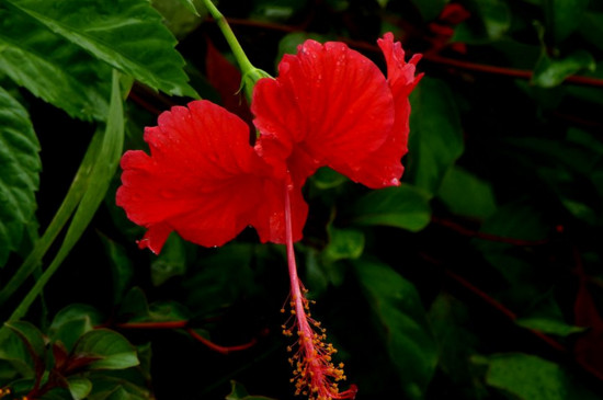 桑叶牡丹总是掉叶发黄(图4)