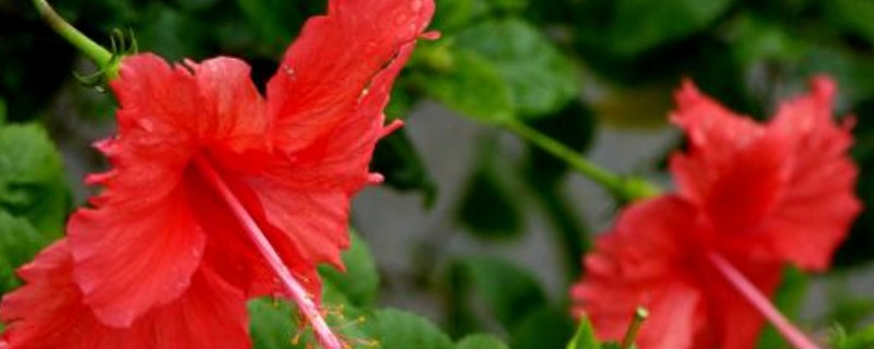 桑叶牡丹总是掉叶发黄(图1)