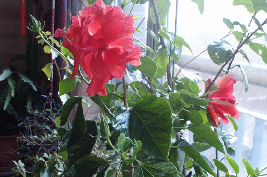 桑叶牡丹总是掉叶发黄(图3)