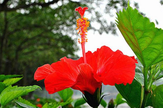 桑叶牡丹总是掉叶发黄(图2)