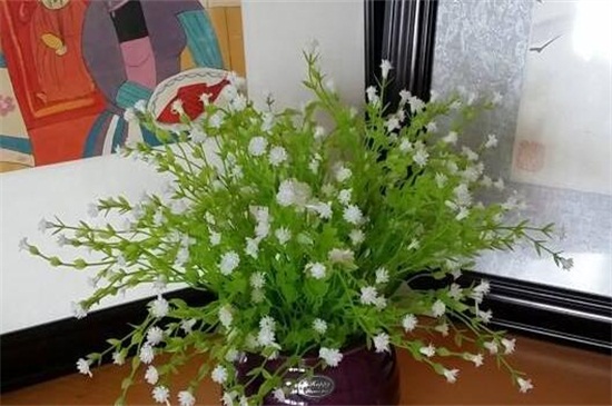 满天星花期怎么养护（图）(图2)