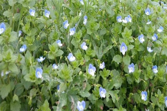 满天星花期怎么养护（图）(图3)