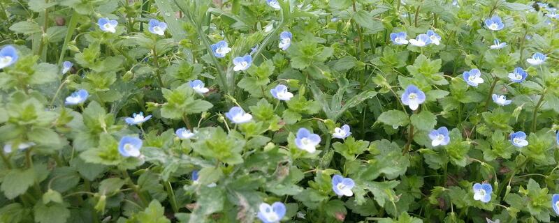 满天星花期怎么养护（图）(图1)