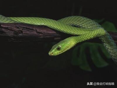 梦见蛇是什么预兆（要是梦见了这几件东西）