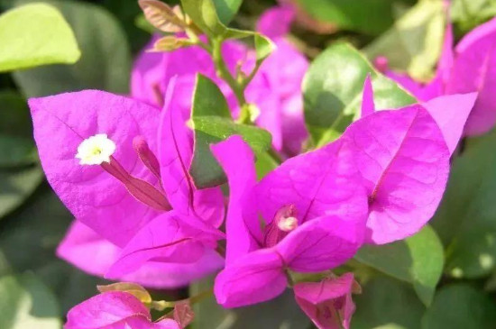 光叶子花怎么浇水(图4)