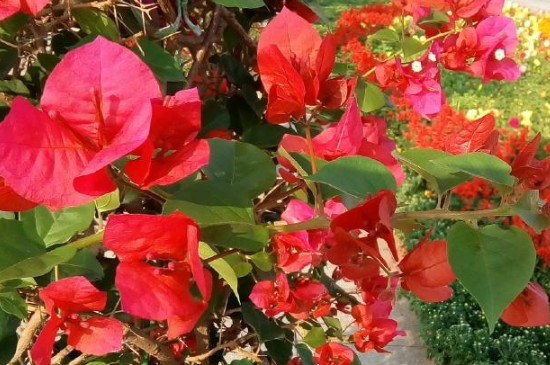 光叶子花怎么浇水(图3)