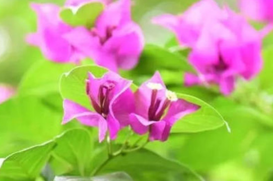 光叶子花怎么浇水(图2)