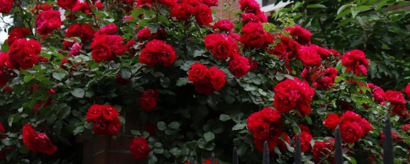 甜蜜红木香的养殖方法和注意事项(图1)