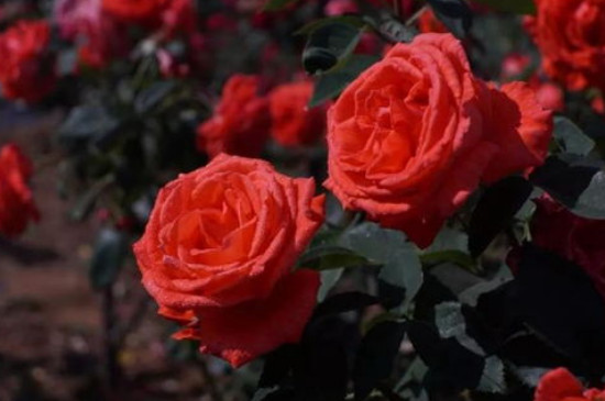 甜蜜红木香的养殖方法和注意事项(图3)