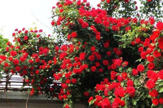 甜蜜红木香的养殖方法和注意事项(图4)