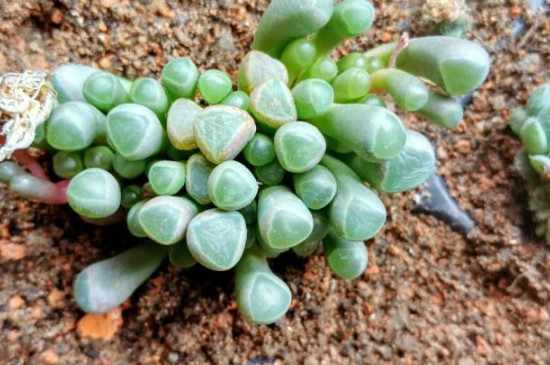 五十铃玉为什么会裂开(图2)