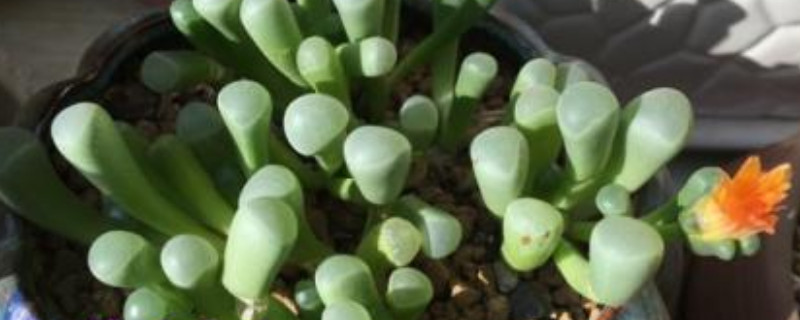 五十铃玉为什么会裂开(图1)