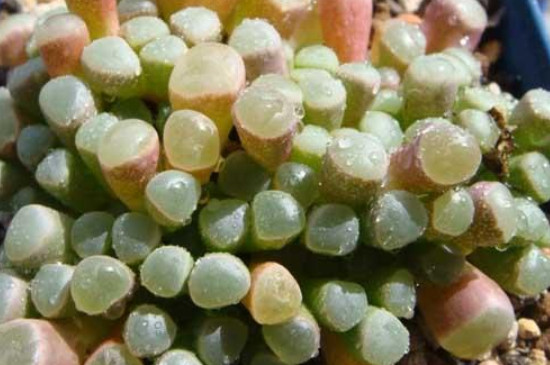 五十铃玉为什么会裂开(图4)