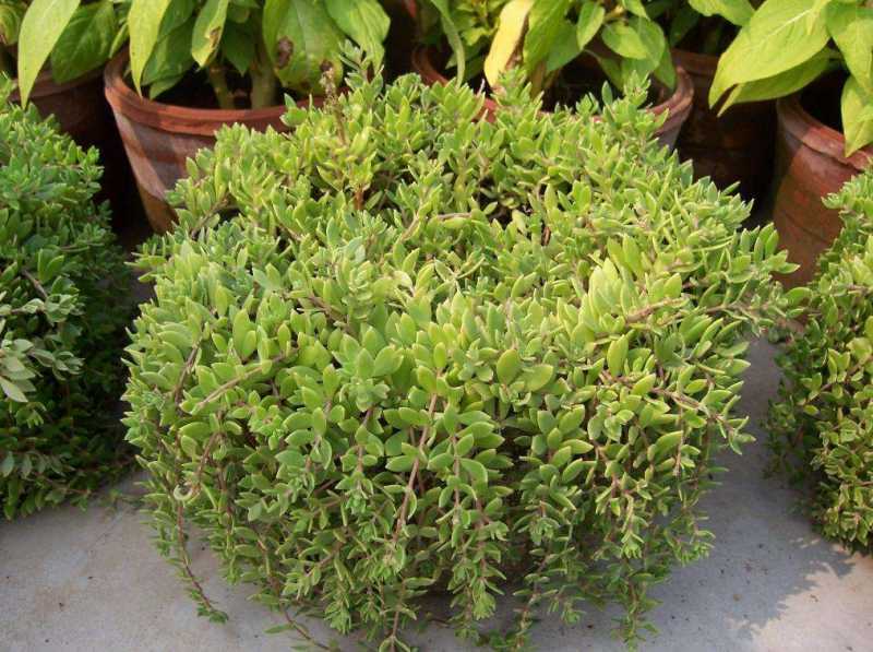 狗牙草的功效与作用图片(这种野生植物叫做“狗牙草”)