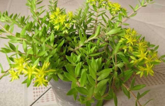 狗牙草的功效与作用图片(这种野生植物叫做“狗牙草”)