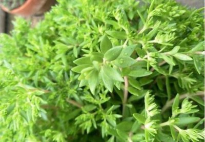 ​狗牙草的功效与作用图片(这种野生植物叫做“狗牙草”)