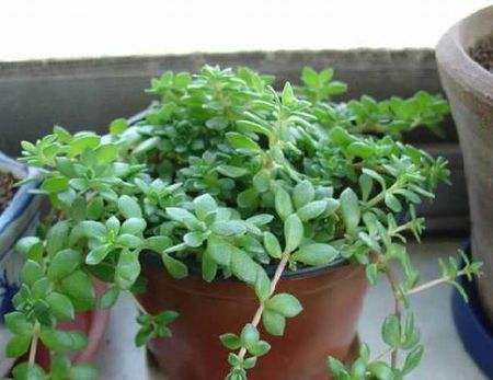 狗牙草的功效与作用图片(这种野生植物叫做“狗牙草”)