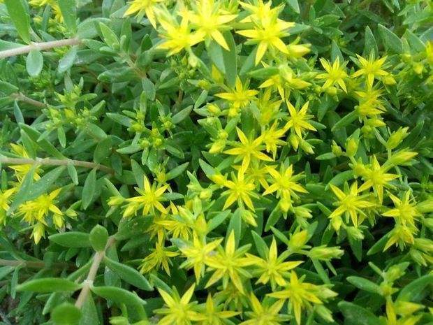 狗牙草的功效与作用图片(这种野生植物叫做“狗牙草”)