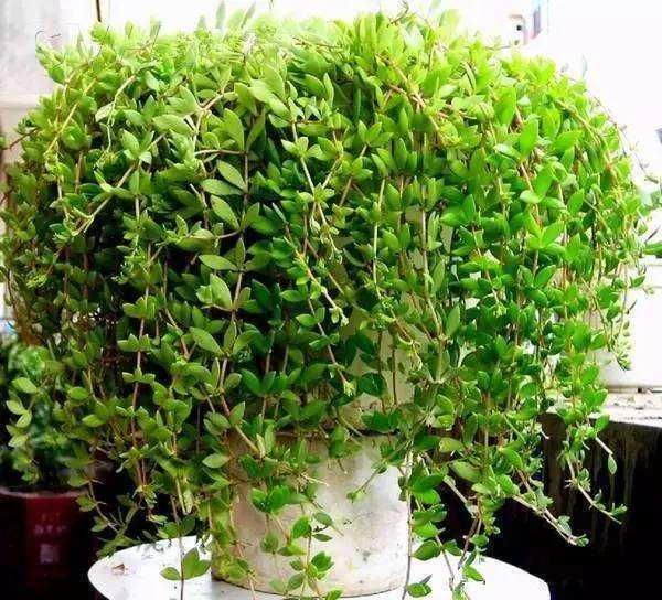 狗牙草的功效与作用图片(这种野生植物叫做“狗牙草”)