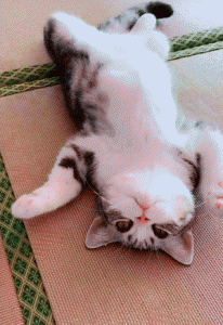 ​猫的品种(目前这4种猫最值得入手)