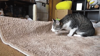 猫的品种(目前这4种猫最值得入手)