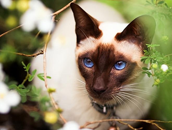 猫的品种(目前这4种猫最值得入手)