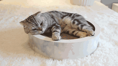 猫的品种(目前这4种猫最值得入手)