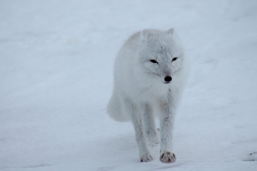 polar-fox-404310__340.jpg