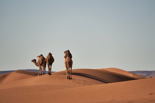 camels-4134934__340.jpg