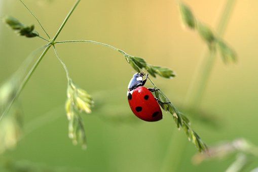ladybug-1480102__340.jpg