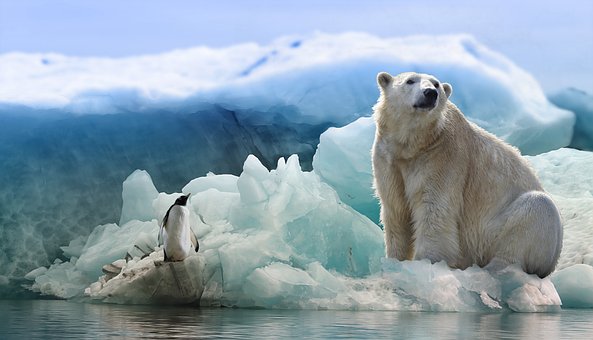 polar-bear-3277930__340.jpg