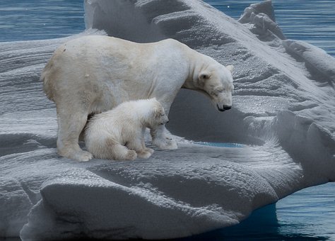 polar-bear-709682__340.jpg