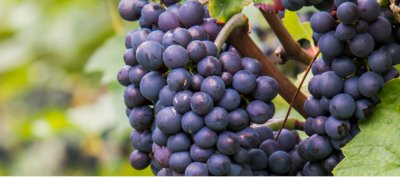 ​芜湖特产有哪些（安徽芜湖市四大远近闻名的特产）