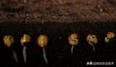 ​玉米几天发芽出土（详细介绍玉米的生长过程及周期）