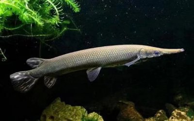 ​鳄雀鳝的天敌是谁