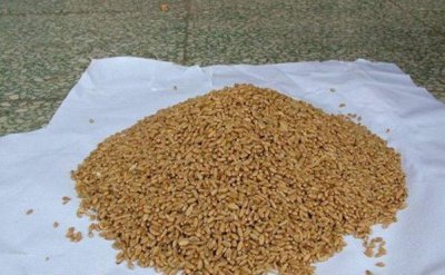 ​哪种商品饵料最适合钓鲤鱼（推荐适合钓鲤鱼的饵料）