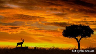 ​非洲草原上的食草动物被吃都不反抗（被吃时候怎么那么淡定）