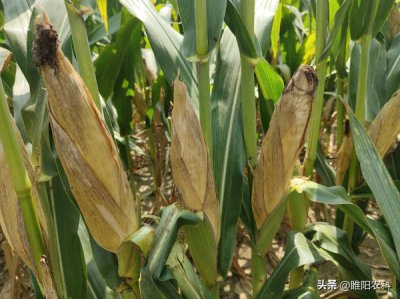 ​选择玉米种子什么品种好（玉米种子哪个品种高产）